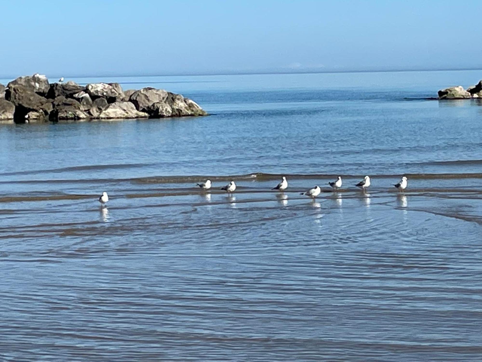 Le Ortensie In Centro E Vicino Al Mare Pescara Eksteriør billede